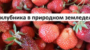 Клубника в природном земледелии.