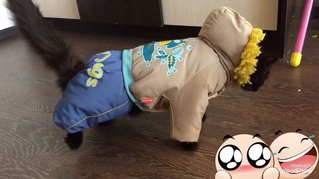 Кошка в костюме смотреть онлайн