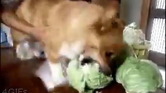 Собака хочет кушать смотреть онлайн