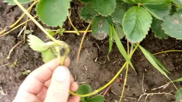 Как правильно кормить клубнику.4 волны плодоношения смотреть онлайн