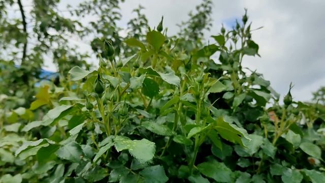 Секреты обильного цветения роз!!! Схема подкормок на сезон! смотреть онлайн