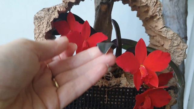 Cattleya Red Doll описание и уход.