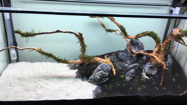 discus aquascape 55 gallon (US)/240 litre смотреть онлайн