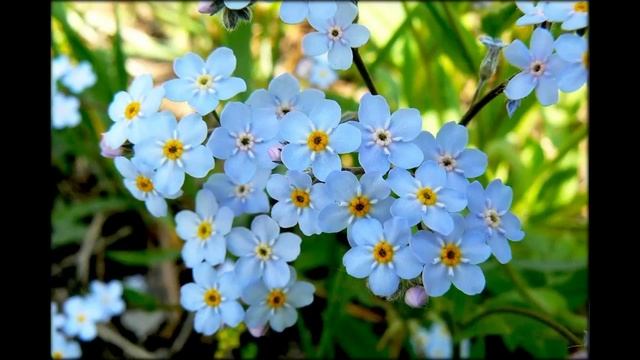 Незабудки цветы смотреть онлайн