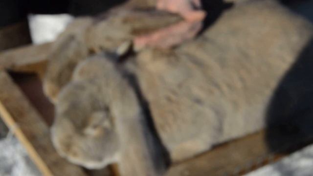 французский баран кролик смотреть онлайн