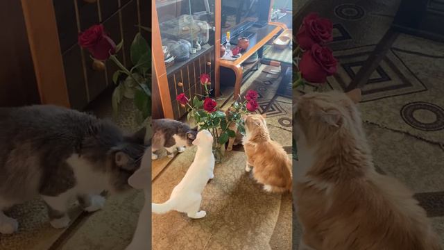 Кошки едят розы. Всех с праздником влюбленных! смотреть онлайн