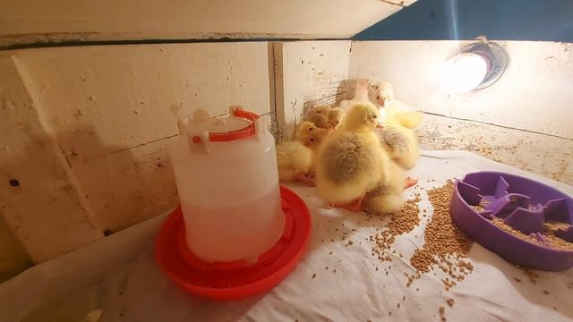 гусята выводятся очень слабо смотреть онлайн