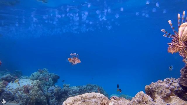 The Best 4K Aquarium for Relaxation ? Sleep Relax Meditation Music - 4K UHD Screensaver смотреть онлайн