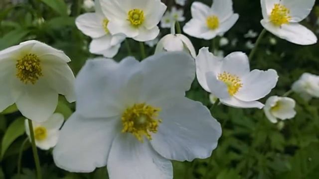 Анемона/Anemone