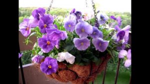 Цветы на балконе Наслаждение и красота