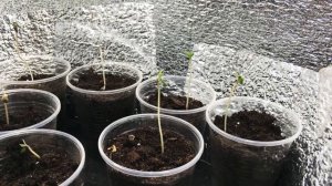 Гроубокс-выращивание начало.