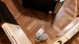 Соревнования Альфа, Афины и Арчика!  Кто же победит? 🤔☺