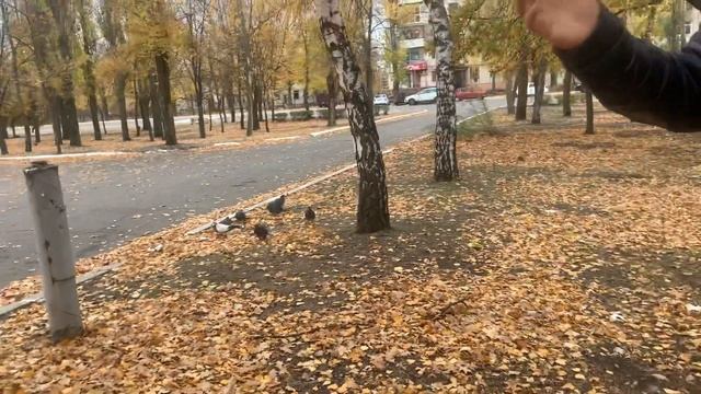 ЗОЛОТАЯ ОСЕНЬ НА ЛУГАНЩИНЕ.!РУБЕЖНОЕ. смотреть онлайн