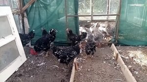 Первое свидание. Пушкинская порода кур и Австролорп черно-пестрый.