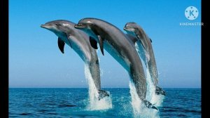 песня "все дельфины в ураган"