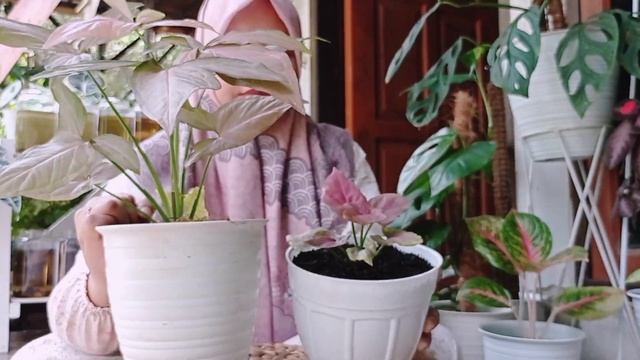 SYNGONIUM PINK PERFECTION