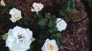 Самые любимые белые розы моего сада. Обзор сортов. Любимые розы флорибунда