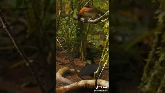 Брачный танец смотреть онлайн