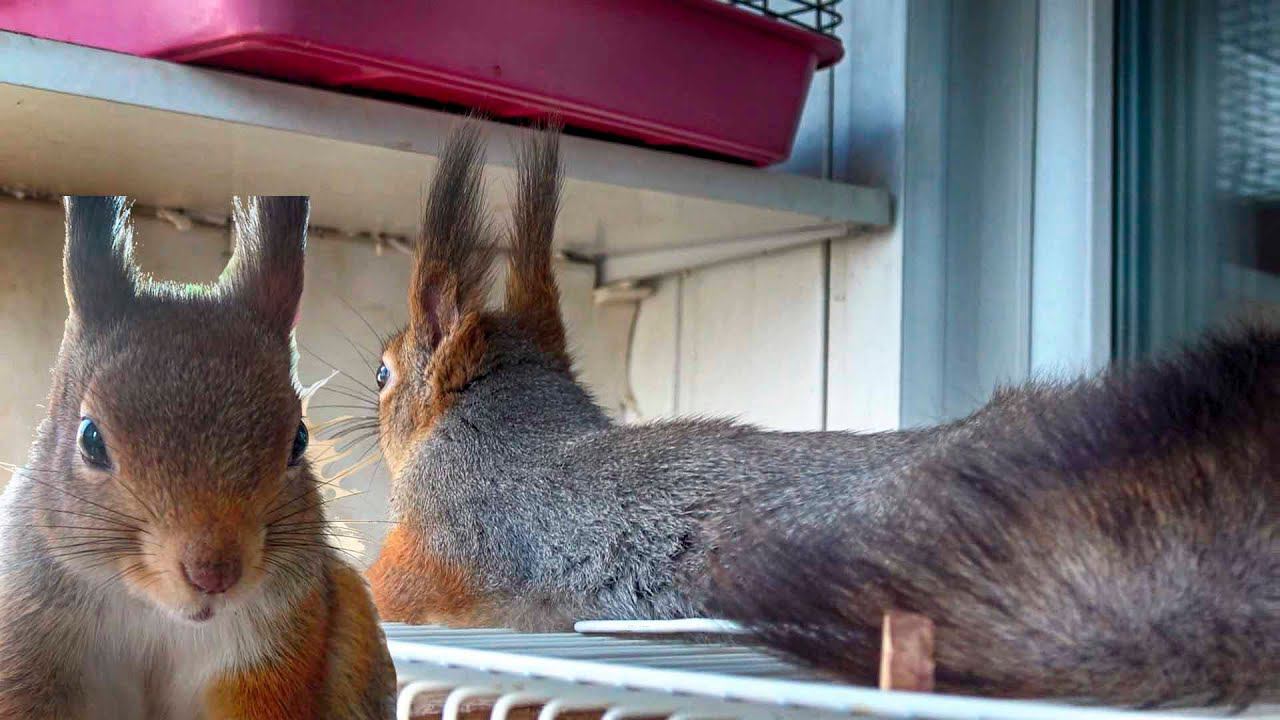 БУДНИ ДОМАШНЕЙ БЕЛКИ. ПРИШЛА ВЕСНА, ШЕРСТЬ МЕНЯТЬ ПОРА. ПРЫЖКИ БЕЛКИ В ЗАМЕДЛЕННОЙ СЪЕМКЕ!!! смотреть онлайн