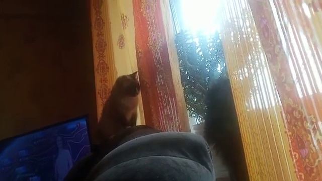 Кошка получила по морде смотреть онлайн