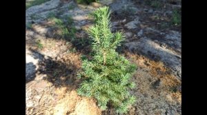 Какие хвойные деревья можно сажать во дворе