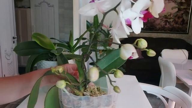 ОРХИДЕИ! Цветоносы - это угроза?! смотреть онлайн