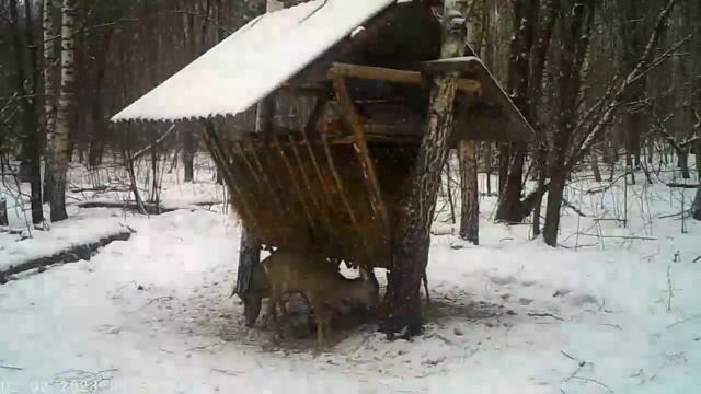 Косули и Результаты на зимних кормушках смотреть онлайн