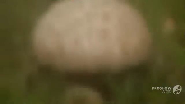 duriusculum - fungi kingdom смотреть онлайн