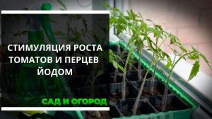 Стимуляция роста томатов и перцев с помощью раствора йода