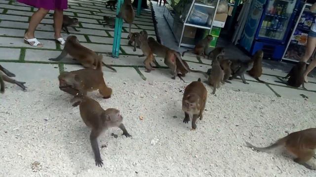 Остров обезьян. Нячанг смотреть онлайн