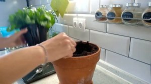 МАРГАРИТКА - ЛЕГКО! Первые цветы