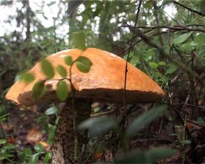 Аномальный грибной сезон