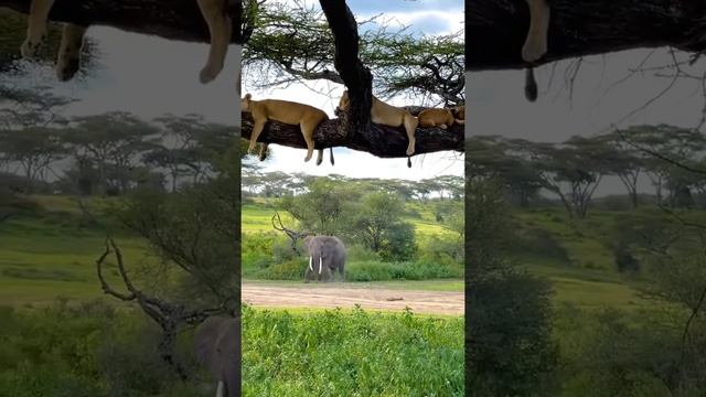 Невероятная красота животных ? смотреть онлайн