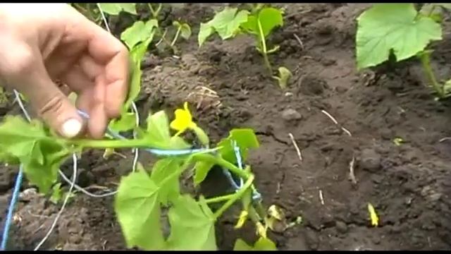 Как подвязать огурцы в теплице смотреть онлайн