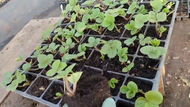 Клубника Маригет. Саженцы на весну в наличии #Маригет смотреть онлайн