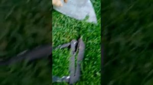 польский окучник для картофеля своими руками