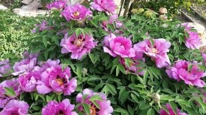 Древовидный пион. Советы по уходу и выращиванию