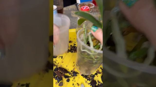 Пересадка орхидеи сансет лав в бОльший горшок смотреть онлайн