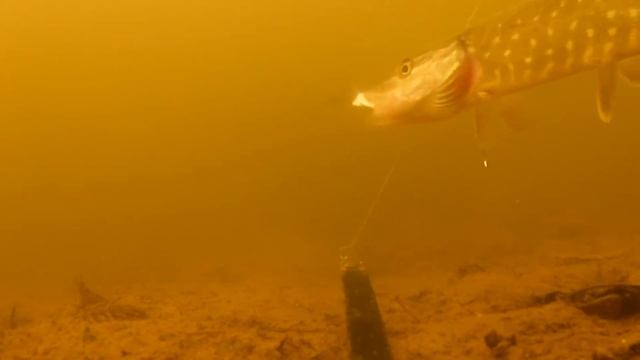 ВОТ ЭТО АТАКА!!! Щука кушает карася! Подводная съемка смотреть онлайн