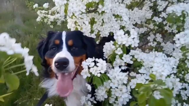 Апрель 2023. Цветение яблони? смотреть онлайн