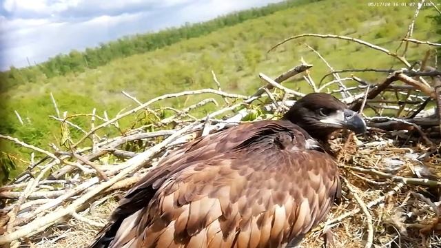 Орлан белохвост в гнезде смотреть онлайн