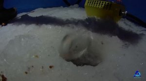 Зимняя рыбалка. Ловля ельца на р.Белая. Angara.