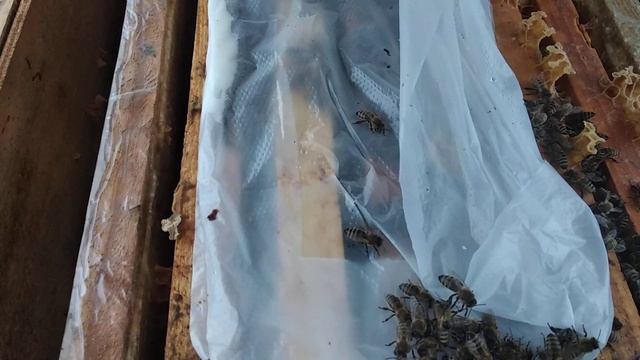 Канди, соевая мука, кукурузная мука, горчичный порошок.