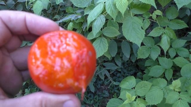 Хурма восточная Дунай (есть сомнения в сортности) смотреть онлайн