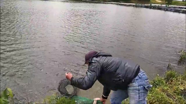 Клевое место д. Савельево. Обзор поимок карпа и линя в третьем и четвертом секторе смотреть онлайн