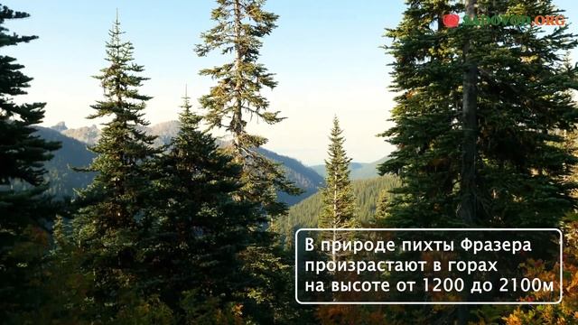 Пихта Фразера – описание и характеристики живой новогодней пихты