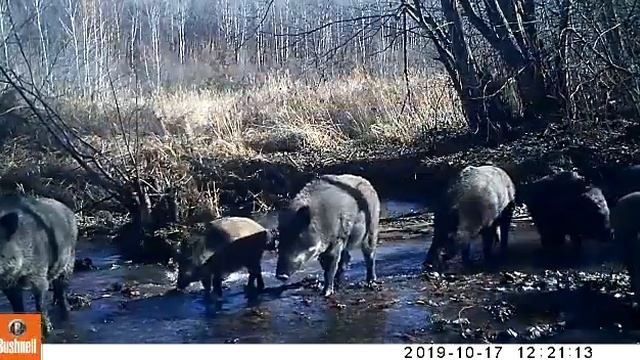 Семейство кабанов попавших на фотоловушку смотреть онлайн