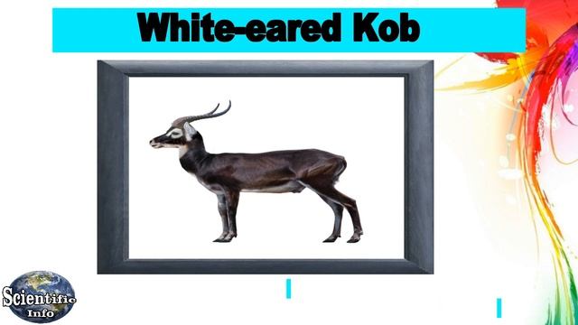 Kob II Different Types of Kob Species Name II Scientific Name ll Location ll смотреть онлайн