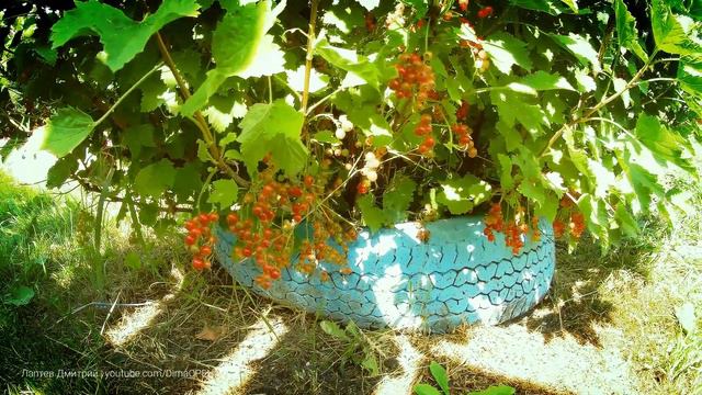 На Урале жара +38 °C! Как освежиться? In the Urals, the heat is +38 °C! How to freshen up? смотреть онлайн