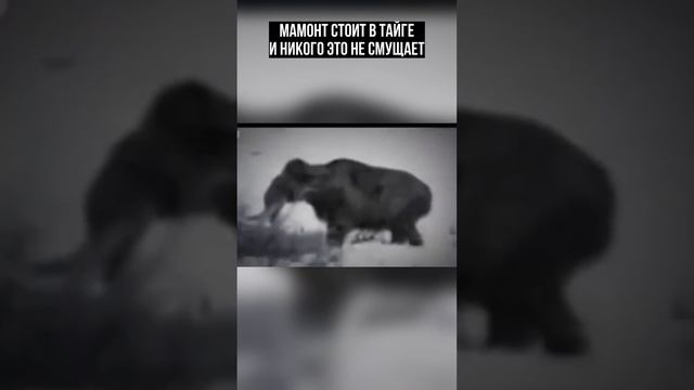 Мамонт стоит в Тайге и это никого не смущает! смотреть онлайн